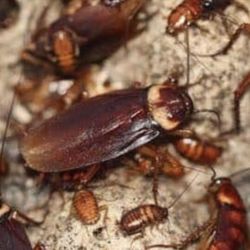 Don’t Let Your Whole House Become Infested Contact Us Now 