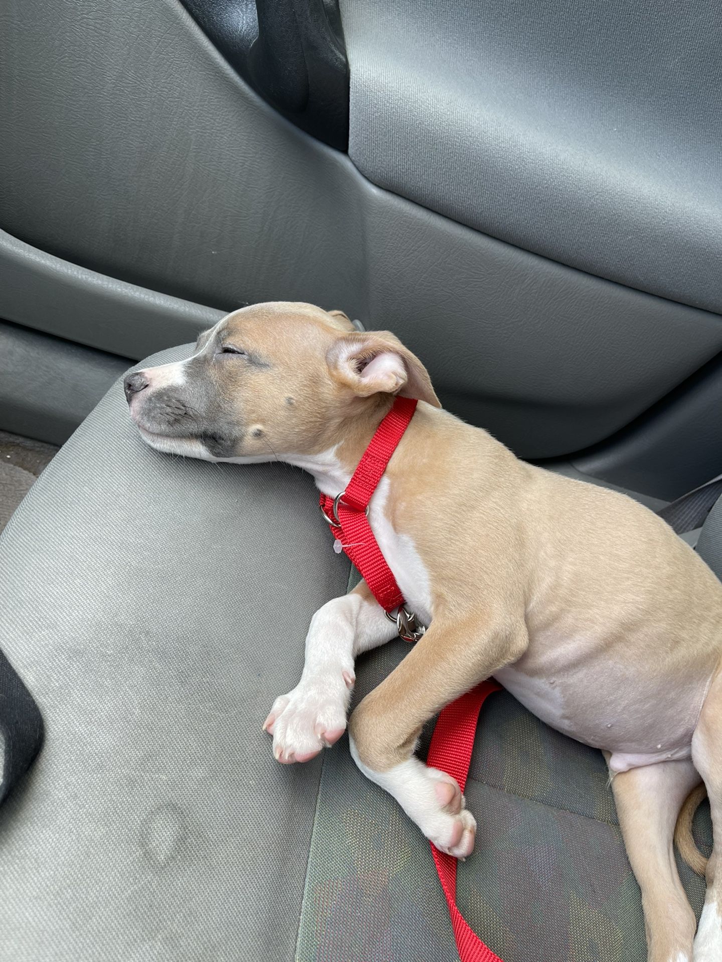 Pup