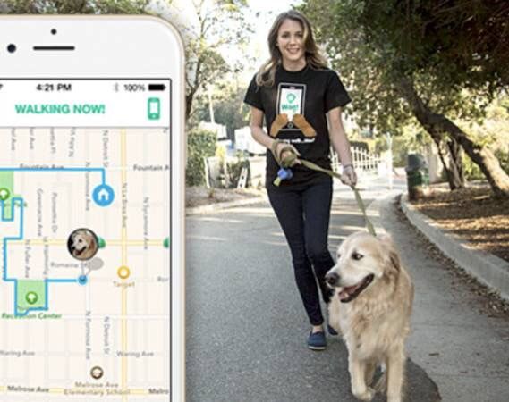Free 30 Minute Dog Walk!