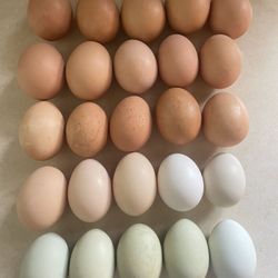 Fresh Organic Eggs/Huevos Frescos Y Orgánicos 