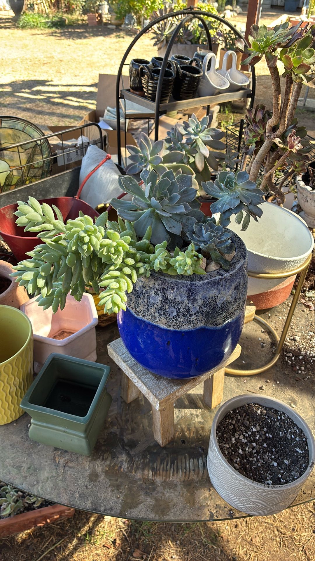 Potted Succulent 