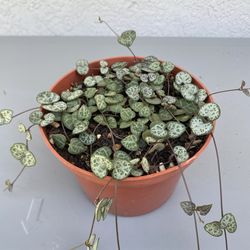 String of Hearts