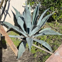 Agave Plants 