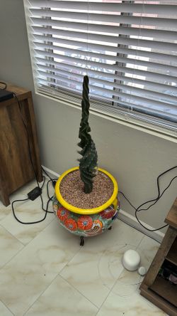 Spiral cactus