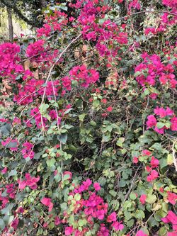 Pink Bougainvillea Cuttings