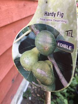 Rooted Hardy Fig Ficus plant trees