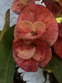 Corona De Cristo Golden Topaz