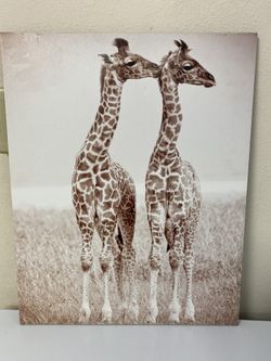 Giraffe picture