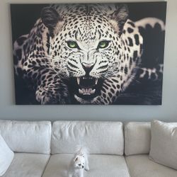 Leopard Picture