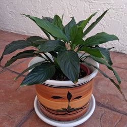 GREAT ENTRANCE ORNAMENTAL PLANT 🪴 