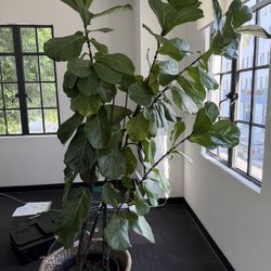 Beautiful 7’ Fiddle Leaf 🍃 FIG Plant