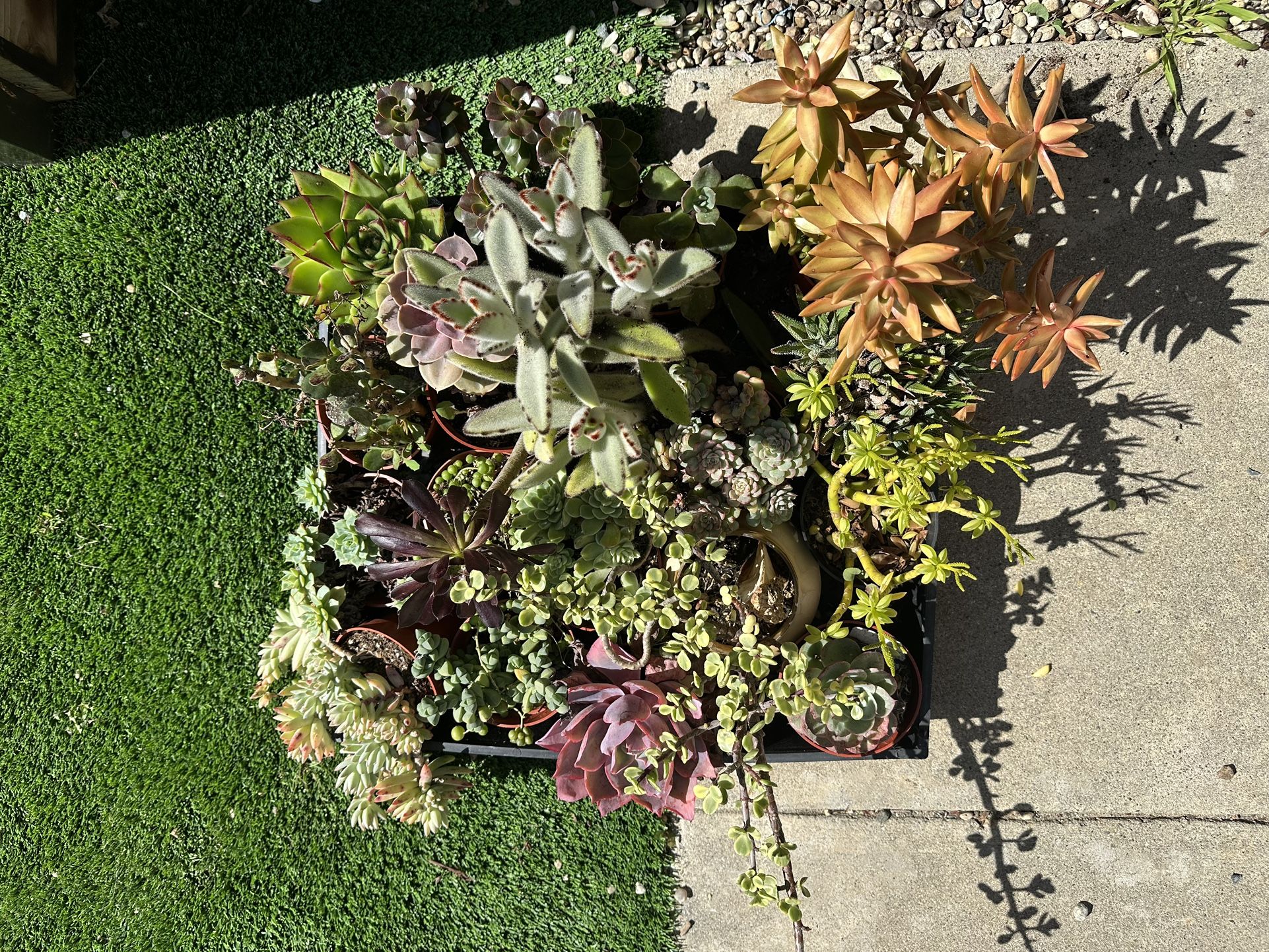 Succulents Lot Of 17 Plants