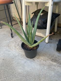 Agave