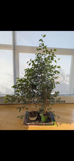 Ficus bonsai tree plant