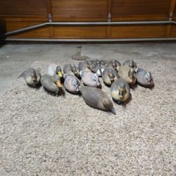 Mallard Duck Decoys w/ bag