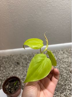 Lemon lime philodendron ( pick up only )