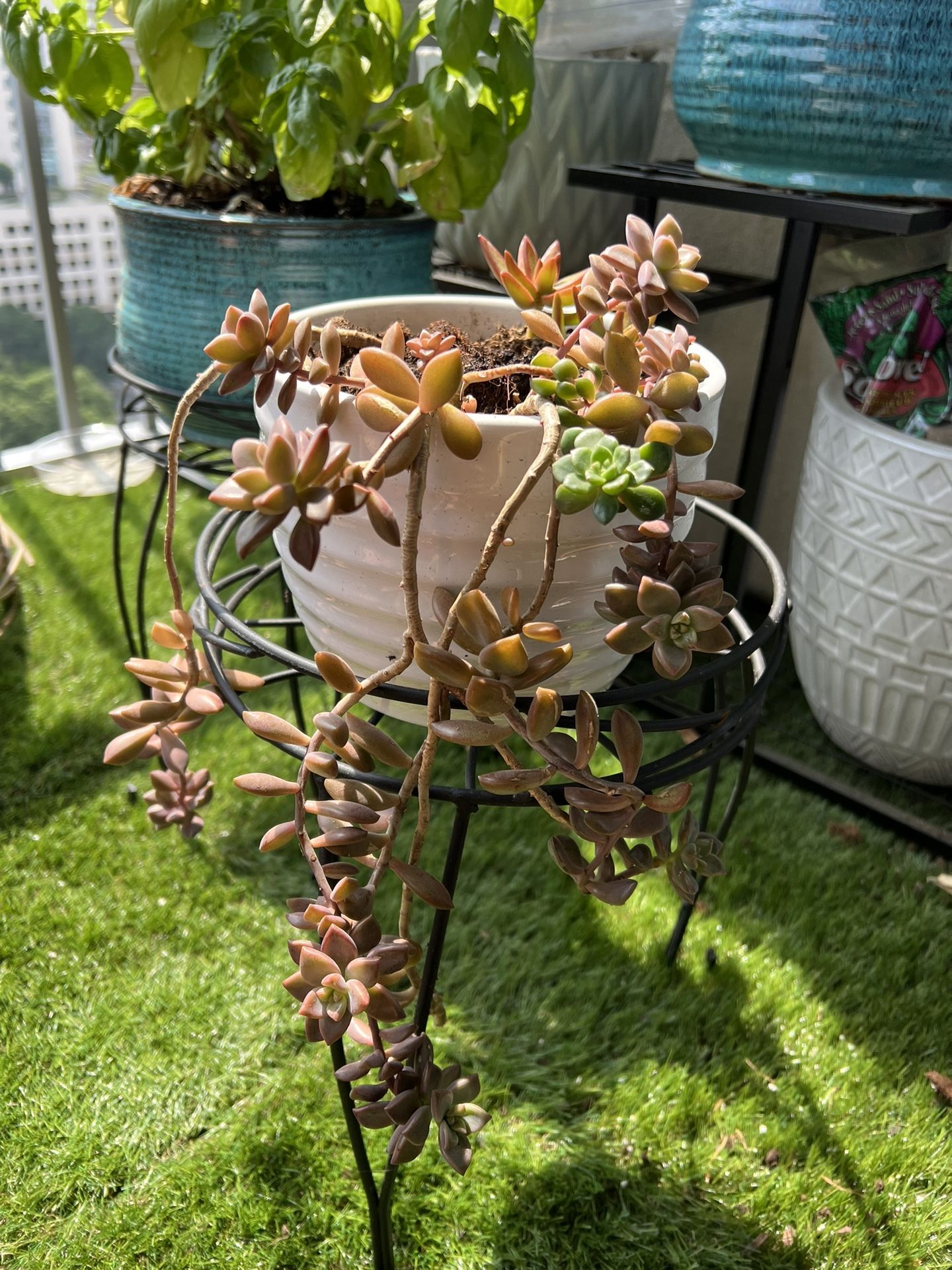 Succulent With Pot & Stand 