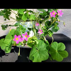 Flowering Clover 🍀 Plant
