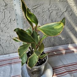 Peperomia Ginny Plant