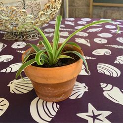 Chlorophytum Comosum- Spider Plant