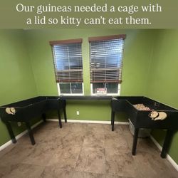 Guinea Pig Cage 