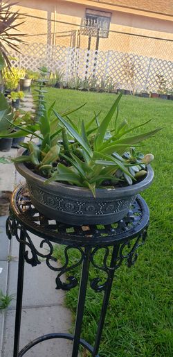 SUCCULENT PLANTS