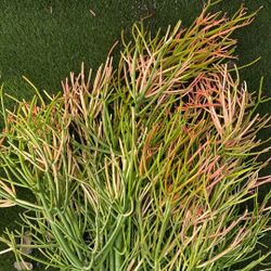 Fire sticks Pencil Cactus Cuttings