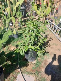 Guava