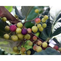 Sherbet Berry , Phalsa Berry Tree Fruitimg 