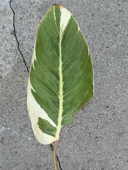 Philodendron Shady Lady or Painted Lady Mutation Variegated