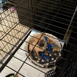 Pet Cage