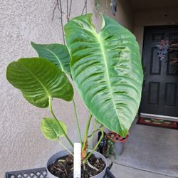 King Anthurium "Veitchii " Plant $48