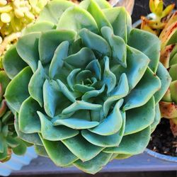 Succulents Plants Echeveria Rhondana Pick Up In Upland 