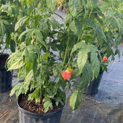 Chinese Lantern 🏮 - 3 Gallons 