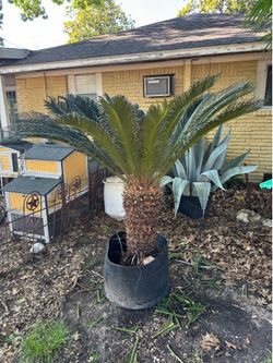 Sago Palm cycas