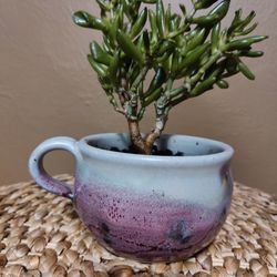Succulent Plant In Pottery!  