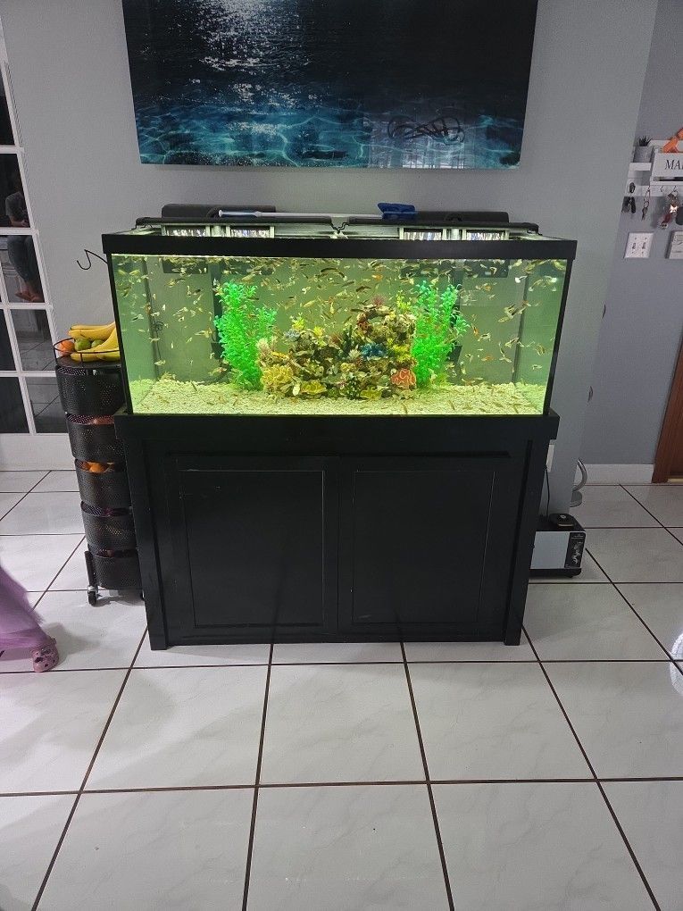 Fish Tank Everything (Not Including What Is In The Cabinets)