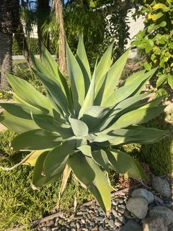 Agave Extra Large $10