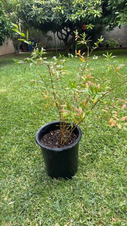 Pomegranate plant