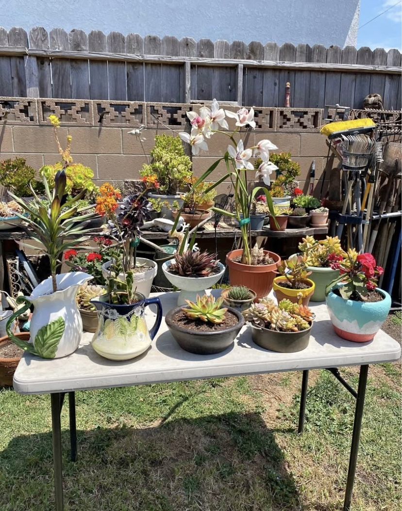 Plants for Sale