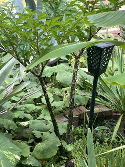 Perennial Plants For Sale (pls Read Description Below)