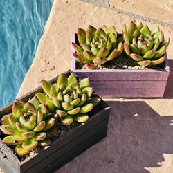 Stonemoon Succulents In Wood Pot 