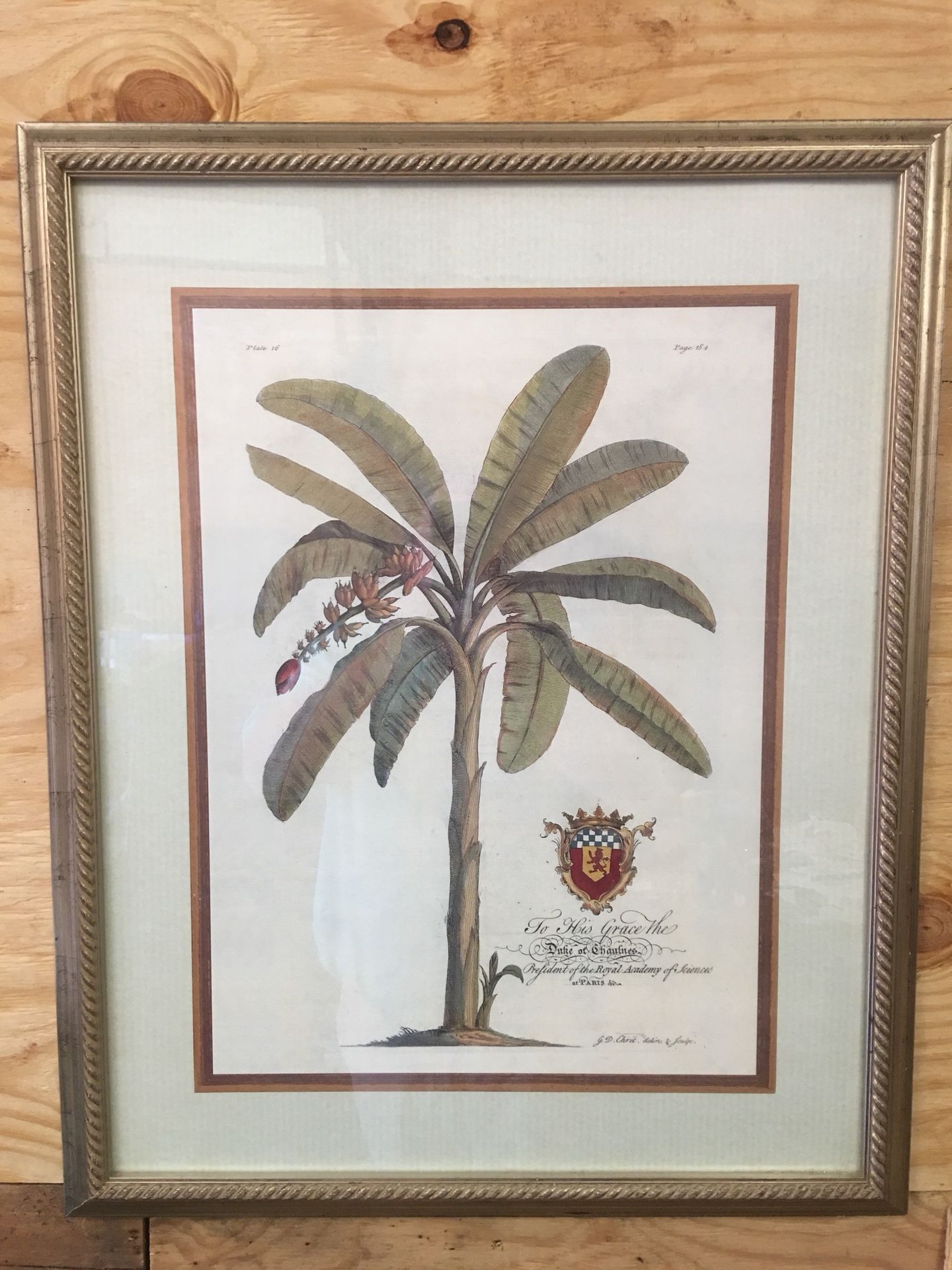 Banana Tree Framed Print