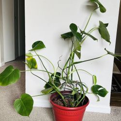 Monstera Plant