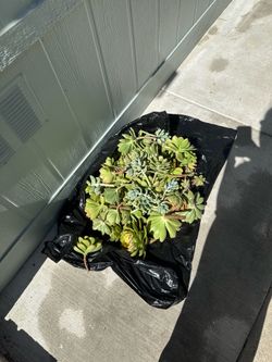 Freshly cut succulents to plant