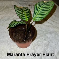 SUCCULENTS FOR SALE! 