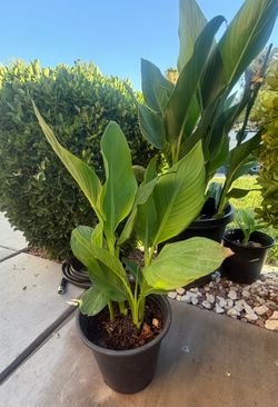 Canna Lily (Yellow shade)