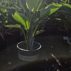 Paradise Bird STRELITZIA REGINAE  Dec SALE!