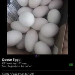 Hatching Eggs 