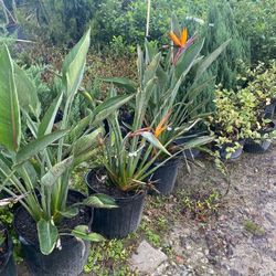 Bird Of Paradise 